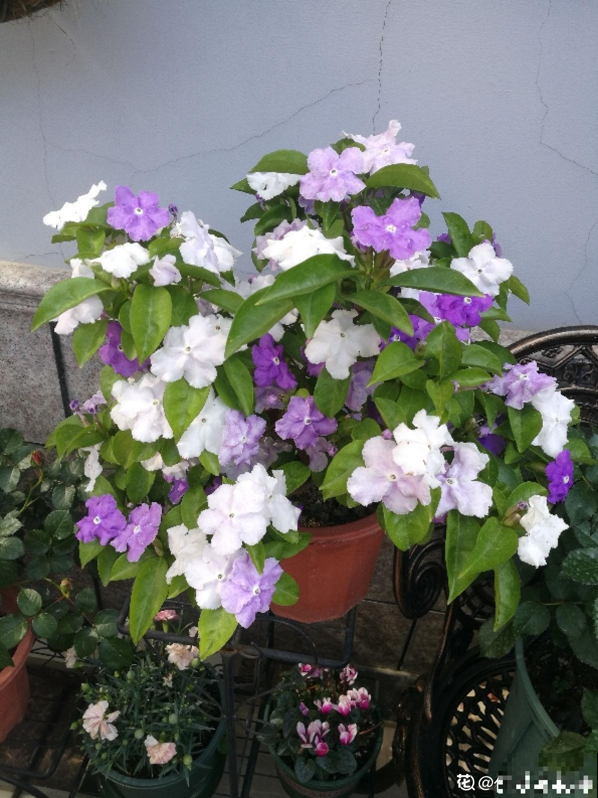 植物中的“变脸怪”,一天的时间就变色,究竟是为啥 植物中的“变脸怪”,一天的时间就变色,究竟是为啥