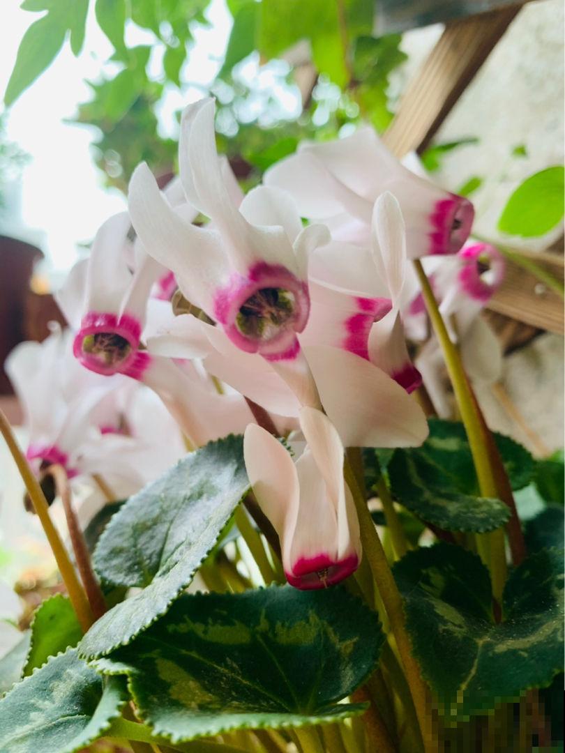 夏天别买3种花，买回家养死了，别说没提醒你