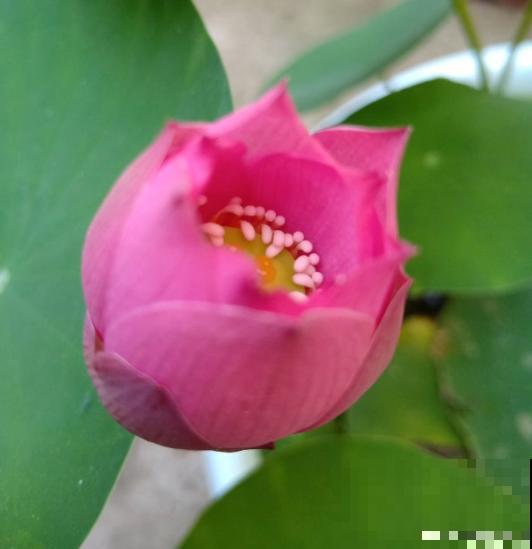 因为名字晦气，婆婆总和我闹别扭，养碗莲有什么错？