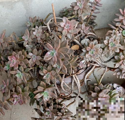 有故事的花，不在于多么金贵