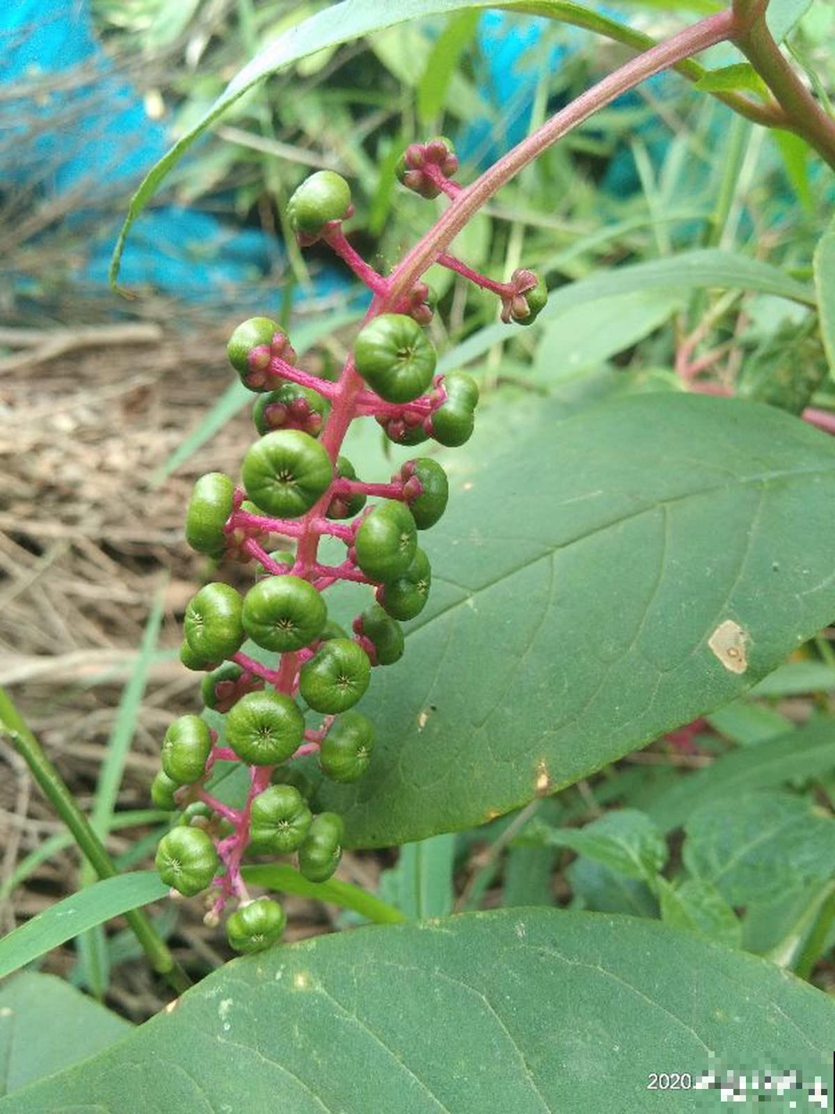 童年常见的20种花，城里很难见到，你认识几种