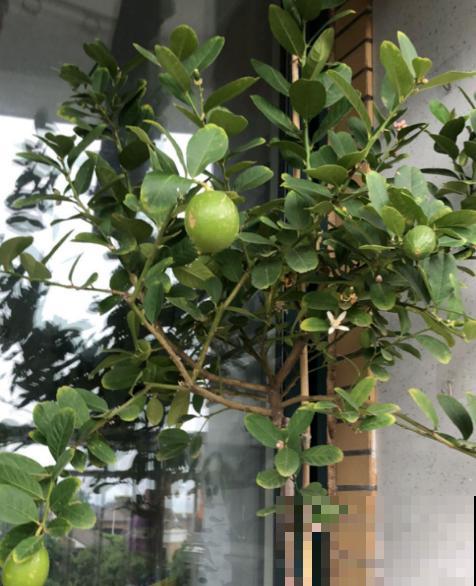 只需4步,在家收获柠檬,让邻居羡慕成“柠檬精” 只需4步,在家收获柠檬,让邻居羡慕成“柠檬精”