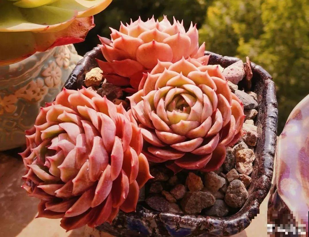 夏天养多肉，别人的绿徒摊，她的却美萌艳，太美了