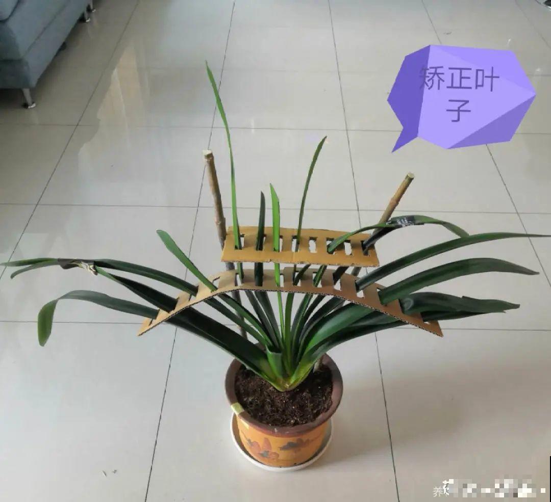 换盆时间到,换好后植物呼呼长,不换全年不开花 换盆时间到,换好后植物呼呼长,不换全年不开花