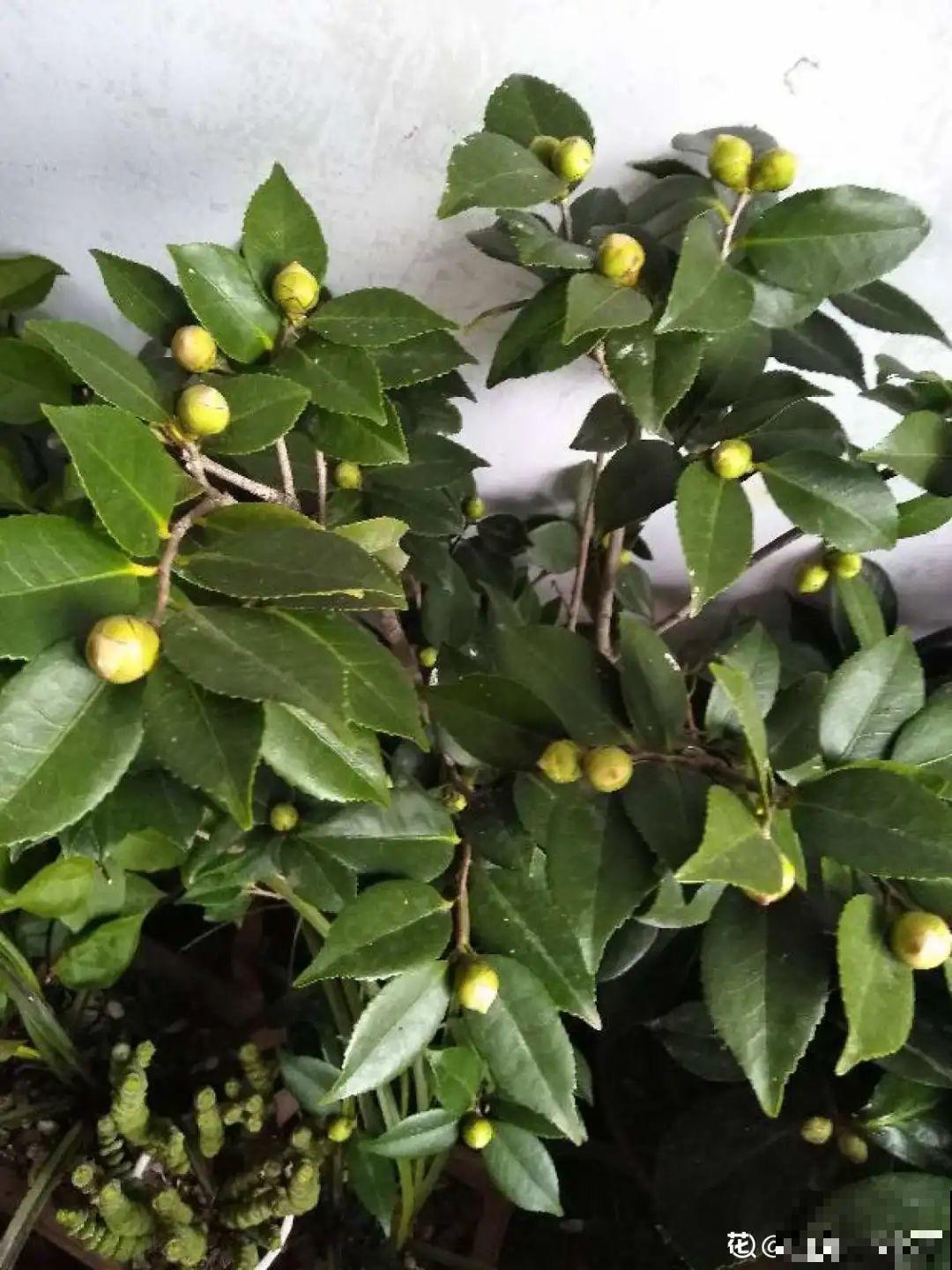 初秋8种花不能剪，轻则不开花，严重可能剩空盆