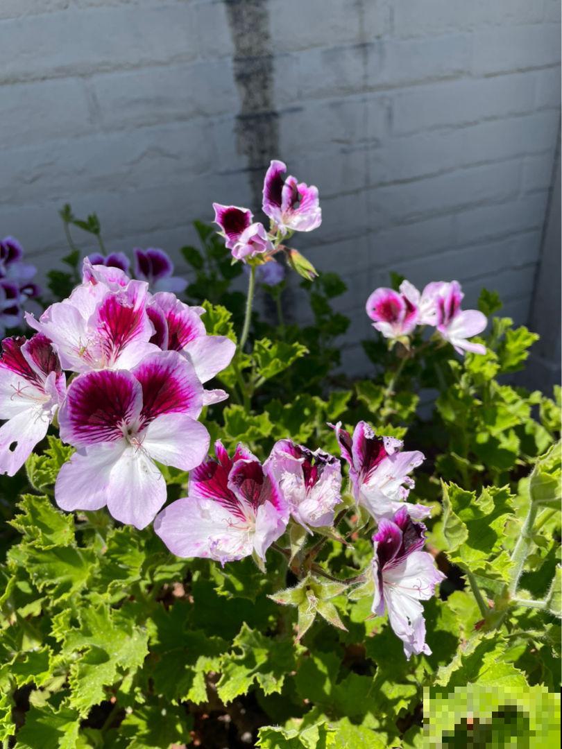 夏天别买3种花，买回家养死了，别说没提醒你