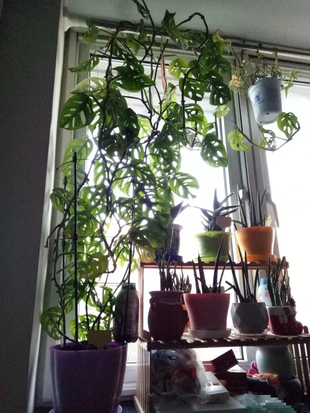 1种花有特点，养在家里变绿色瀑布，家里省了买窗帘