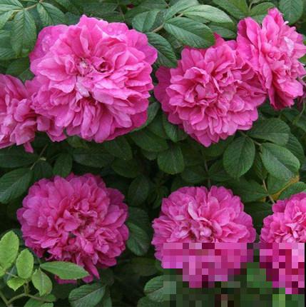 老中医爱养的4种花，堪称植物“百宝箱”，养人养身心