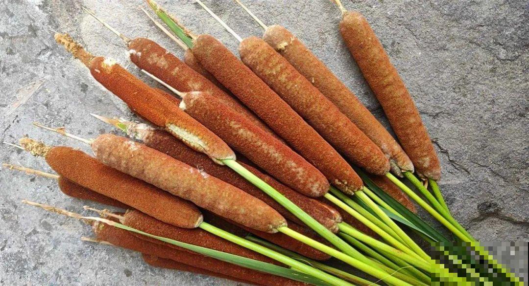 水塘边长出的“烤肠”,原来叫香蒲,毛茸茸特好玩 水塘边长出的“烤肠”,原来叫香蒲,毛茸茸特好玩