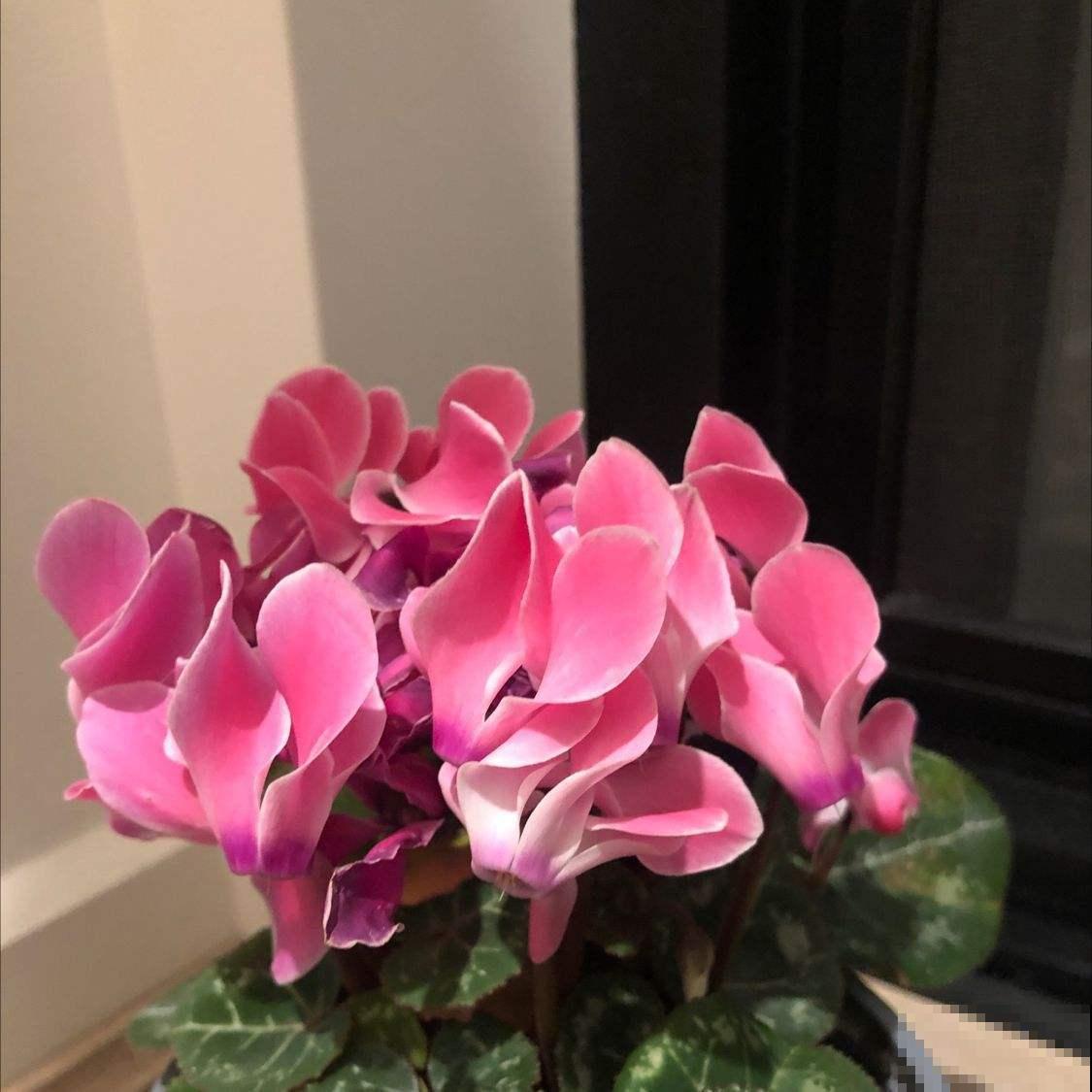 100种常见花,今天终于知道叫什么名了,建议收藏 100种常见花,今天终于知道叫什么名了,建议收藏