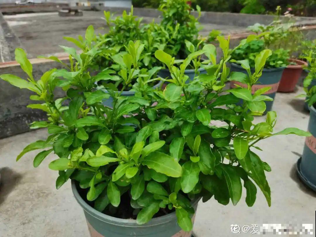 养花大神的爆花技巧，我给大家偷来了，赶紧学