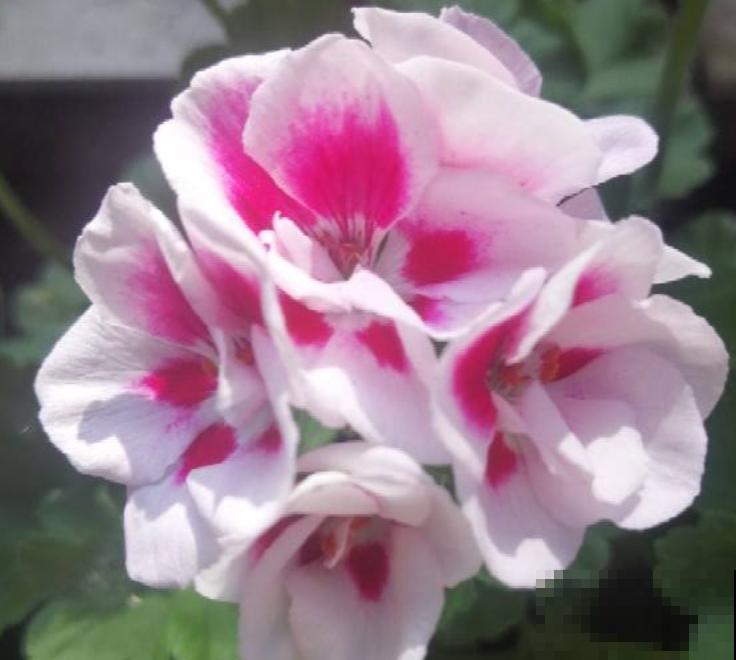 有个小院子可头疼了，新手不知种什么花，快来看看