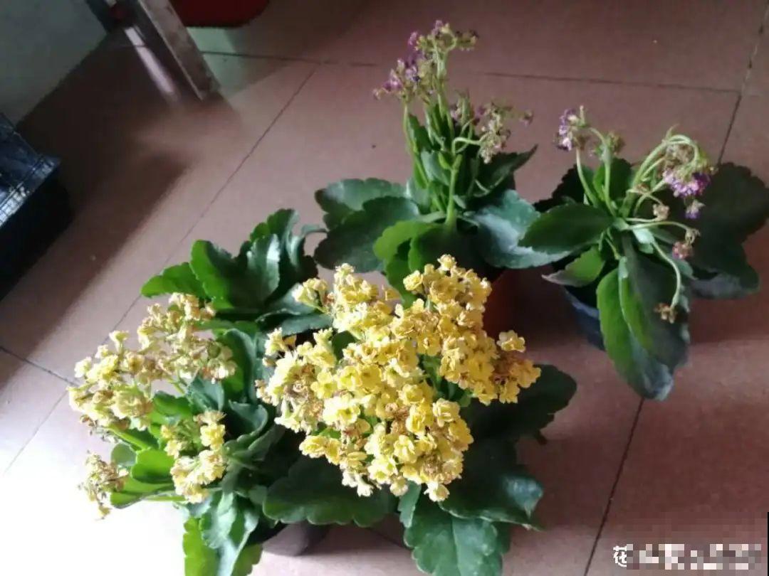 天热就别买这7种花，难养活，正休眠，养死了还浪费钱