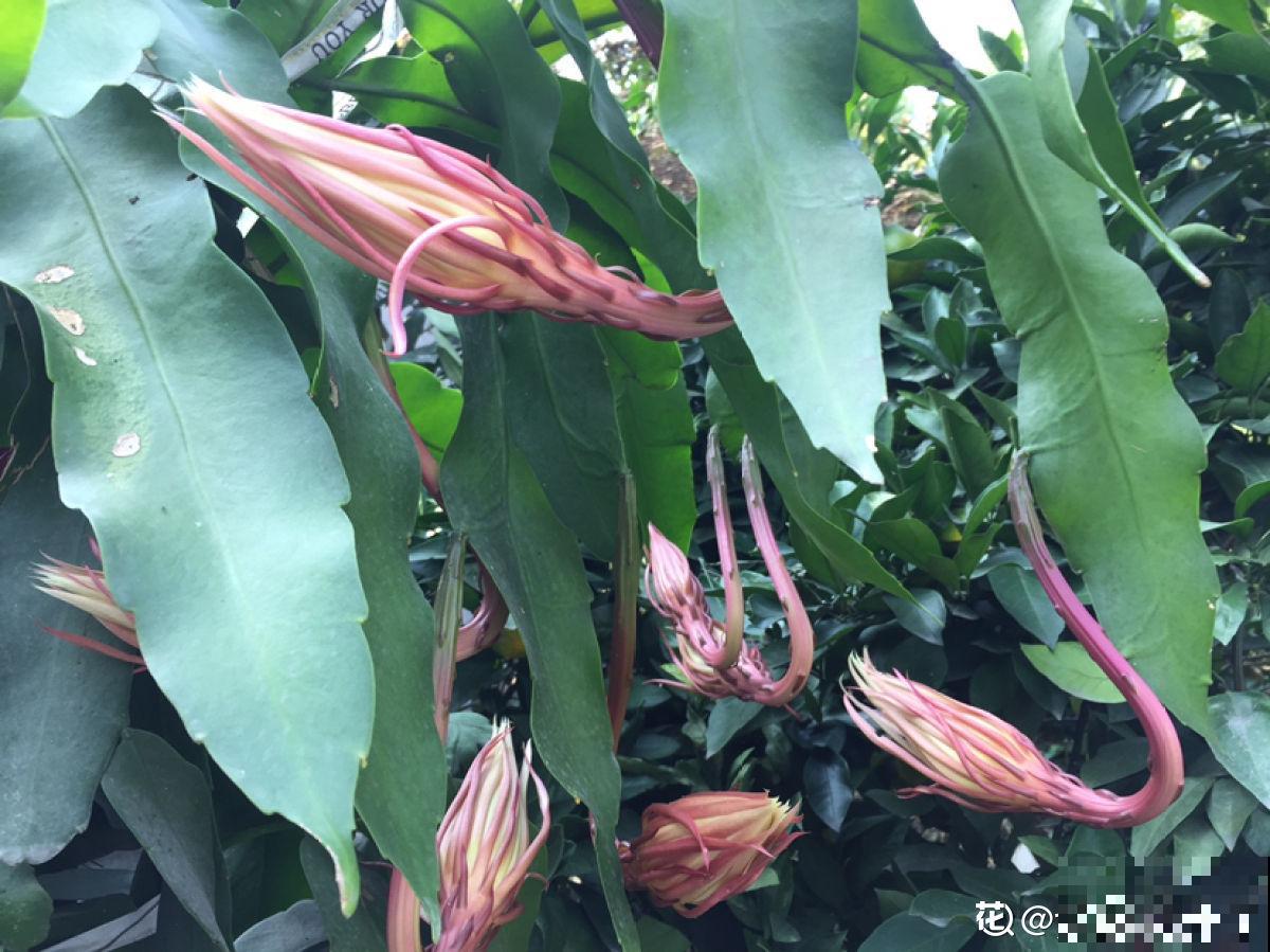 神秘莫测的昙花，秋季午夜才会开花，你见过吗