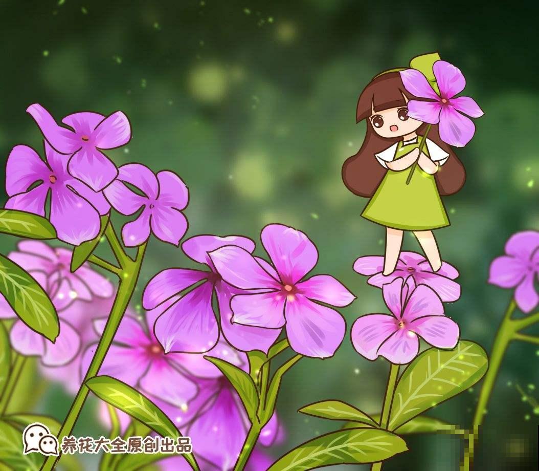 养花4个基础要点，弄明白了，植物才能长得壮