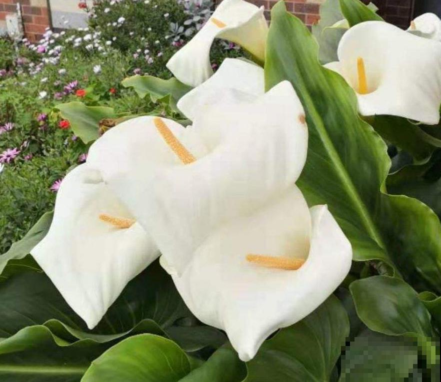 100种常见花,今天终于知道叫什么名了,建议收藏 100种常见花,今天终于知道叫什么名了,建议收藏