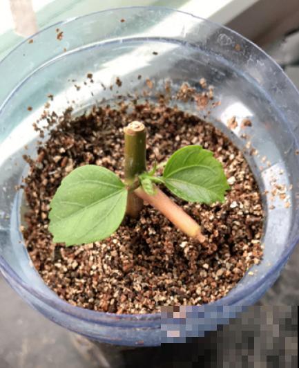 秋天到,花多多也该准备上了,早点用上开花多 秋天到,花多多也该准备上了,早点用上开花多