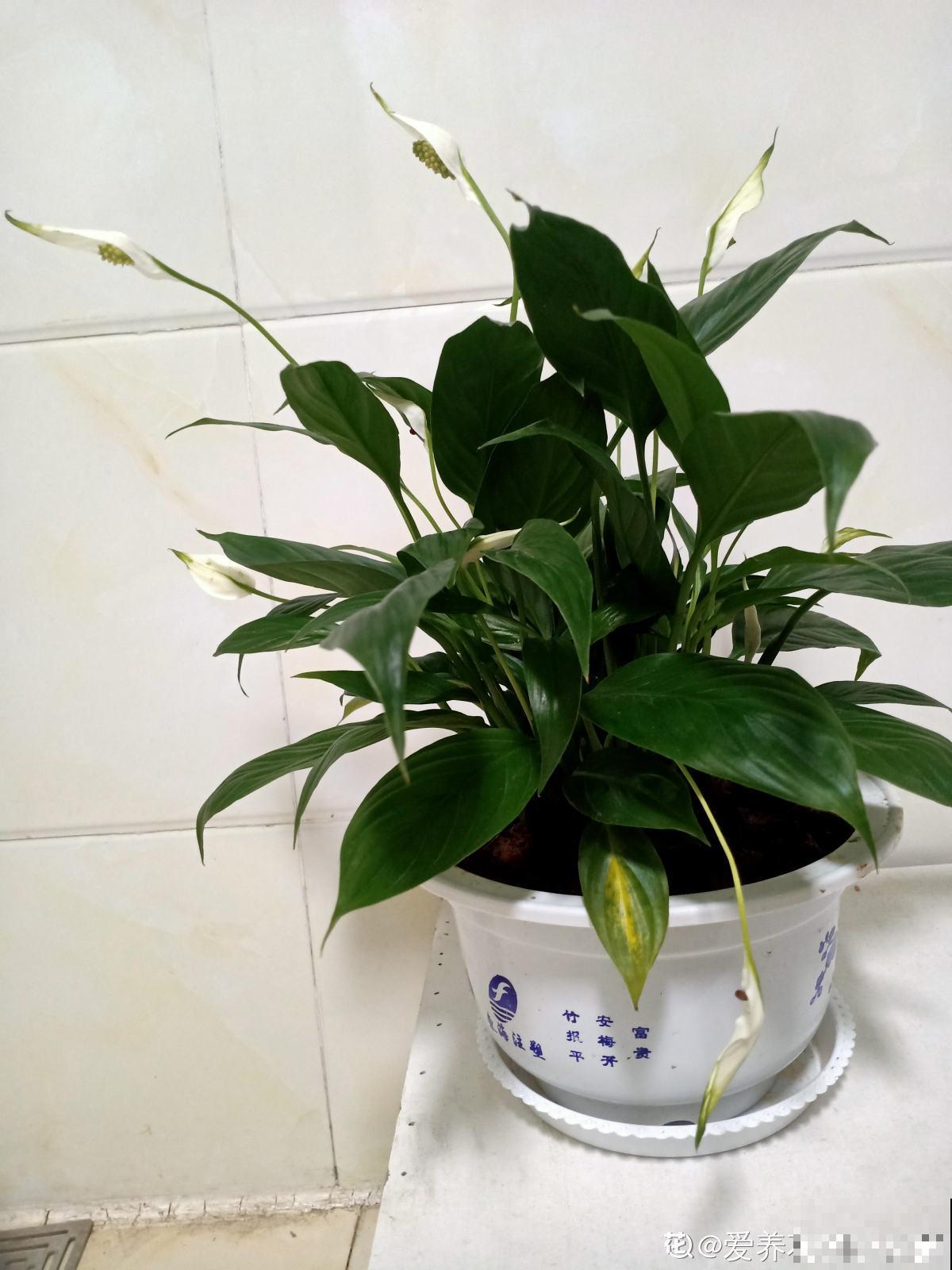 新手看过来，老手不要进！绿植浇水术语和方法，你能懂几个？