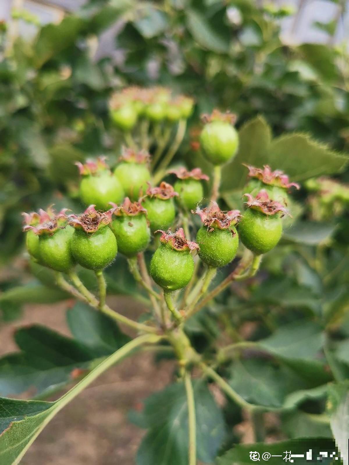 山楂都能在家养了？5个养护步骤，冰糖葫芦能管够