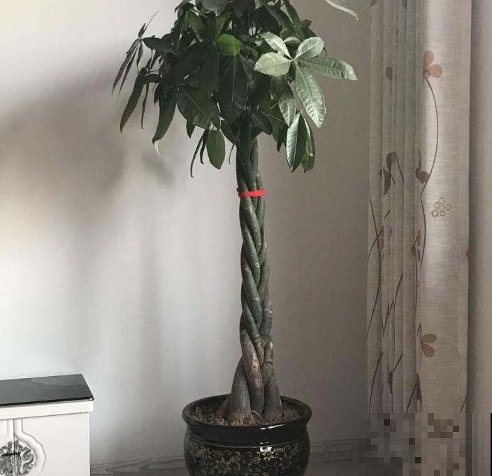 天气太热不好生长，4种害怕强光的植株，看看有你养的吗