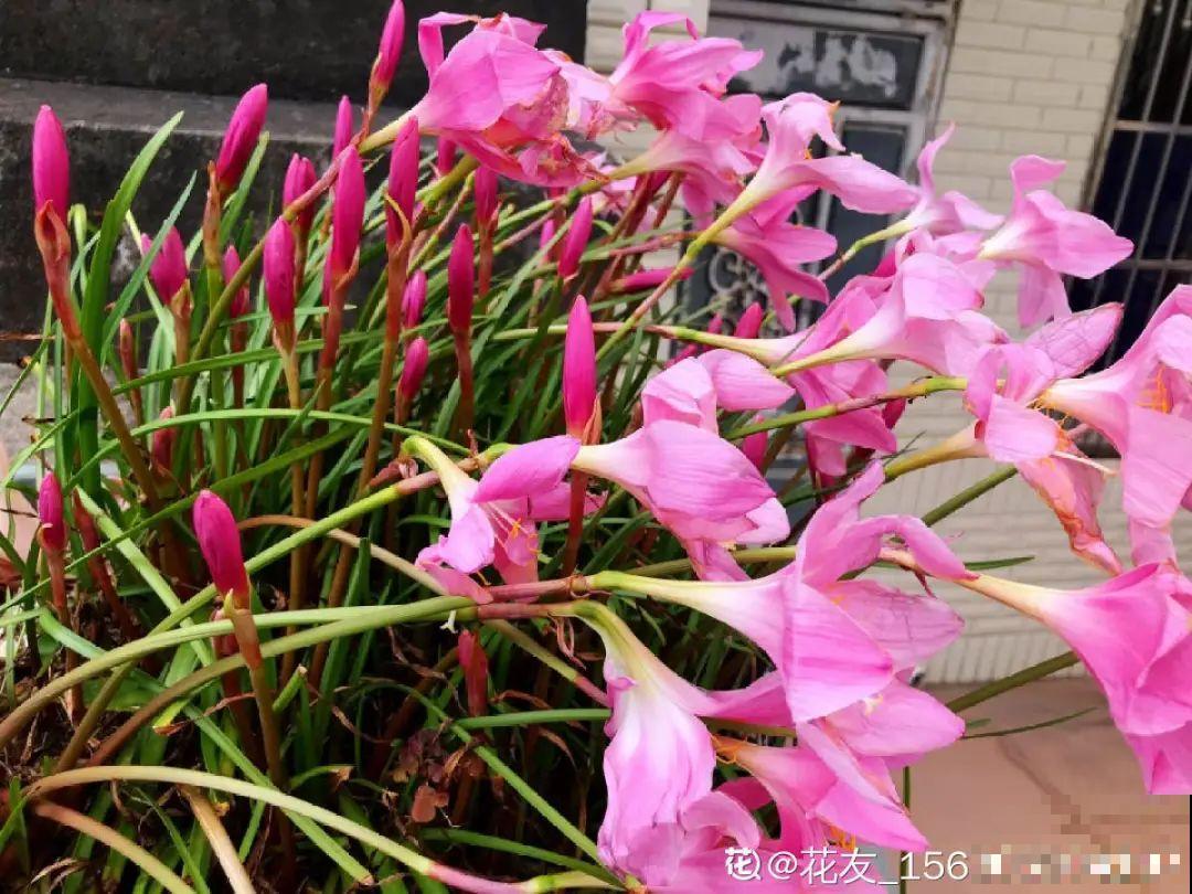 植物搬出门，痛快淋场雨，植物越来越旺