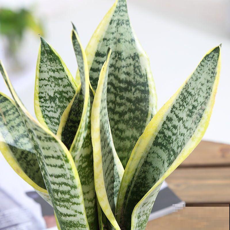 家中空气不清新？养这5种植物，清香怡人