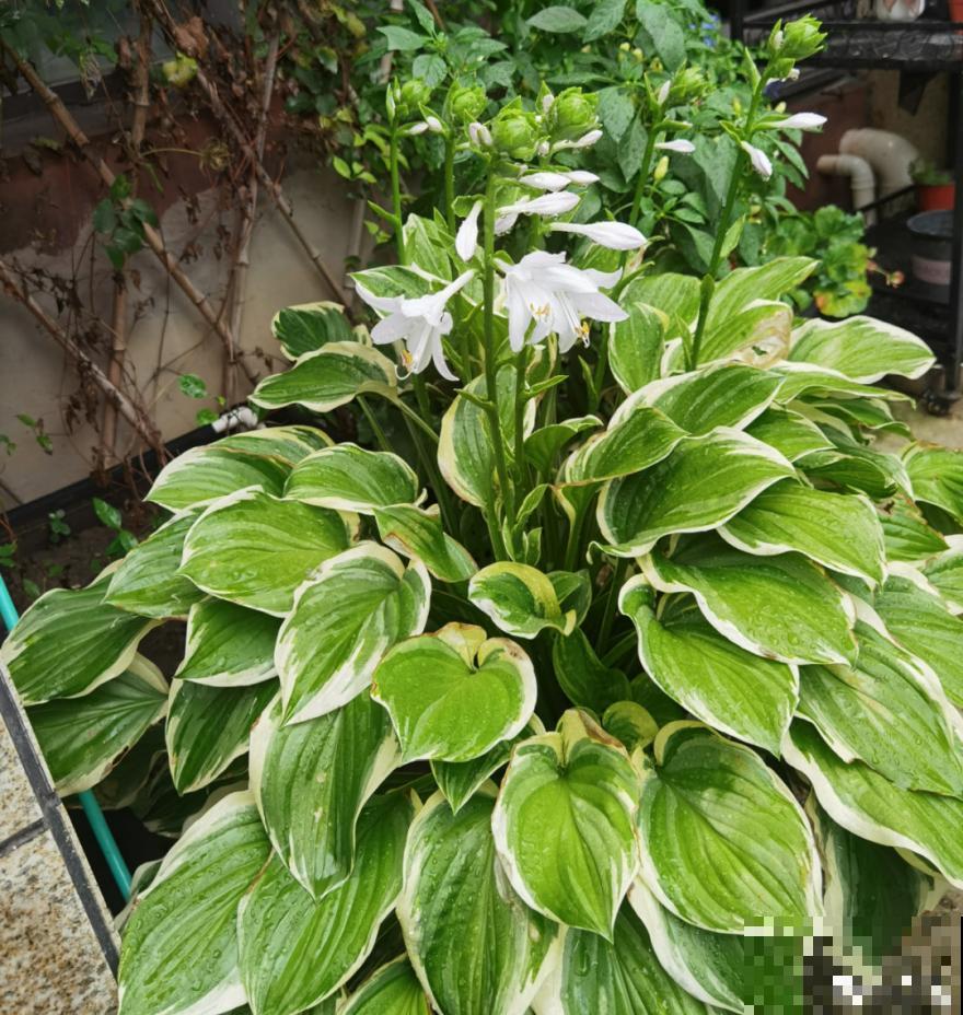 15种花,养在家里有气质,好养又健康 15种花,养在家里有气质,好养又健康