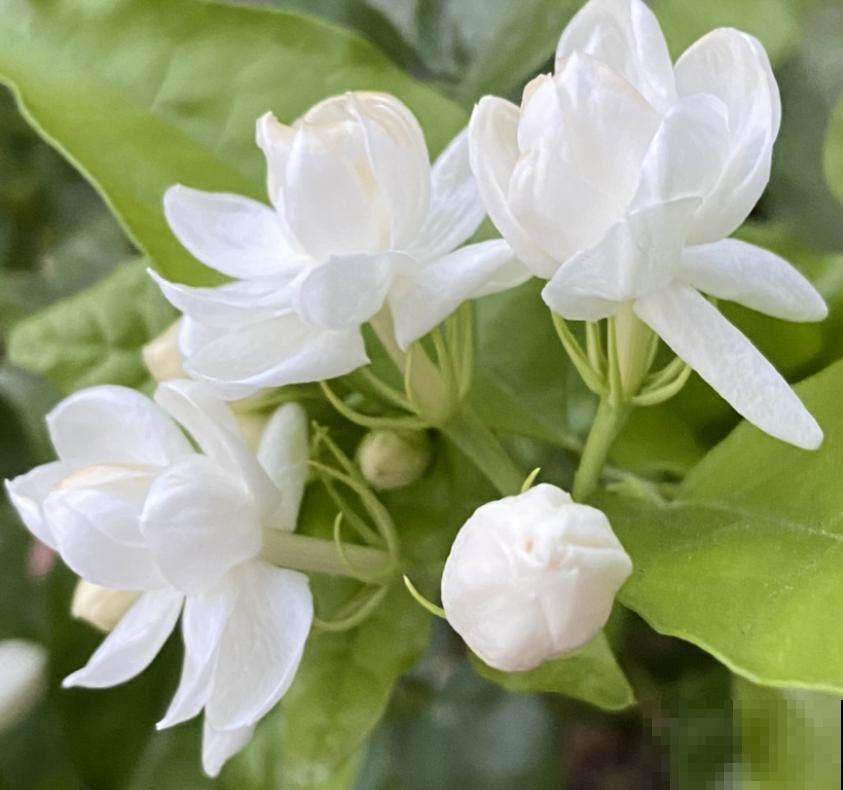 2种难养的花要注意，一不小心全挂掉，快来避坑！