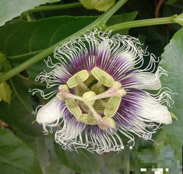 一棵百香果，3种养殖方法，爬藤扎地任你选