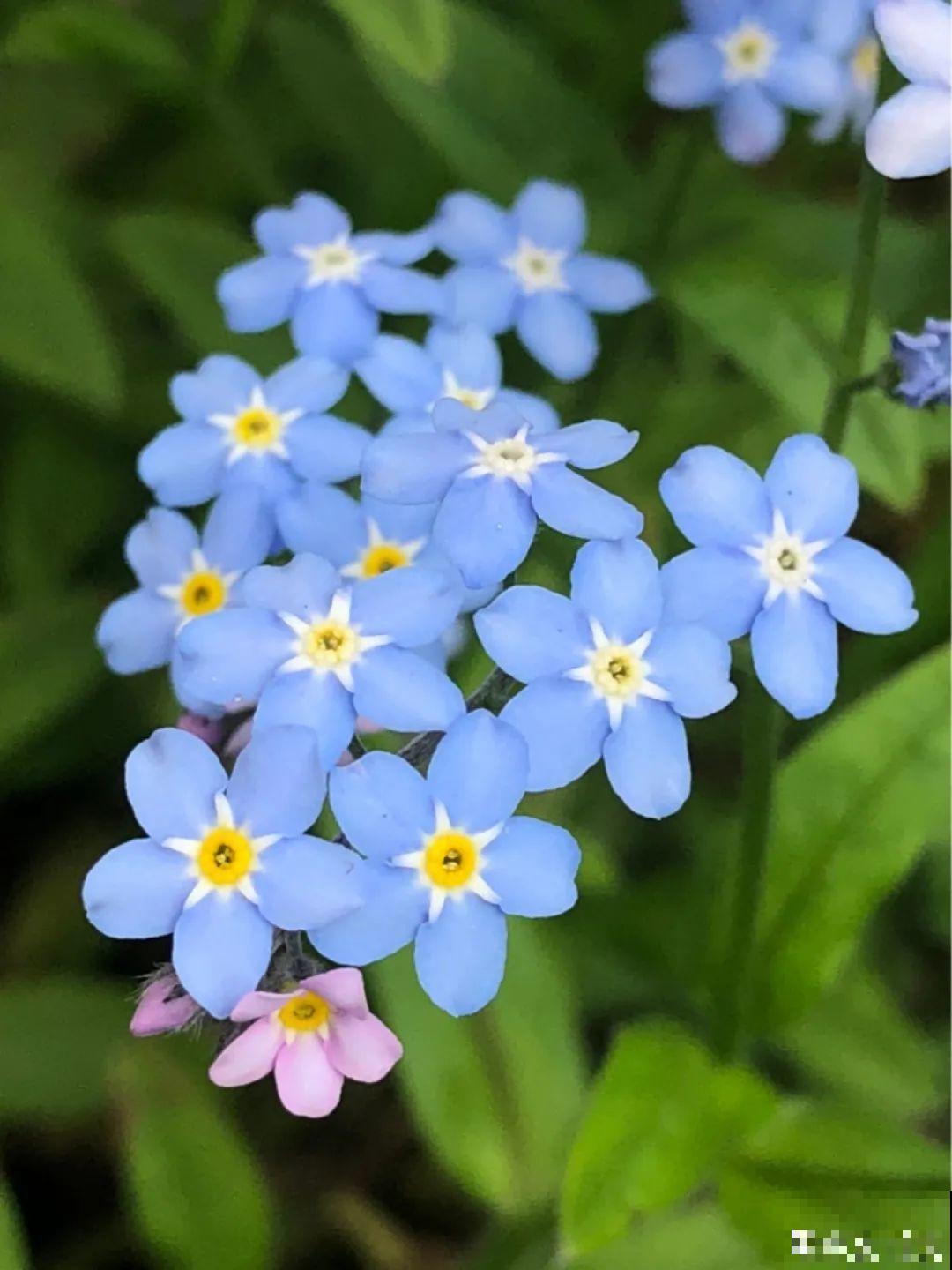 仙气飘飘的花，颜值高、花期长，养一盆不亏
