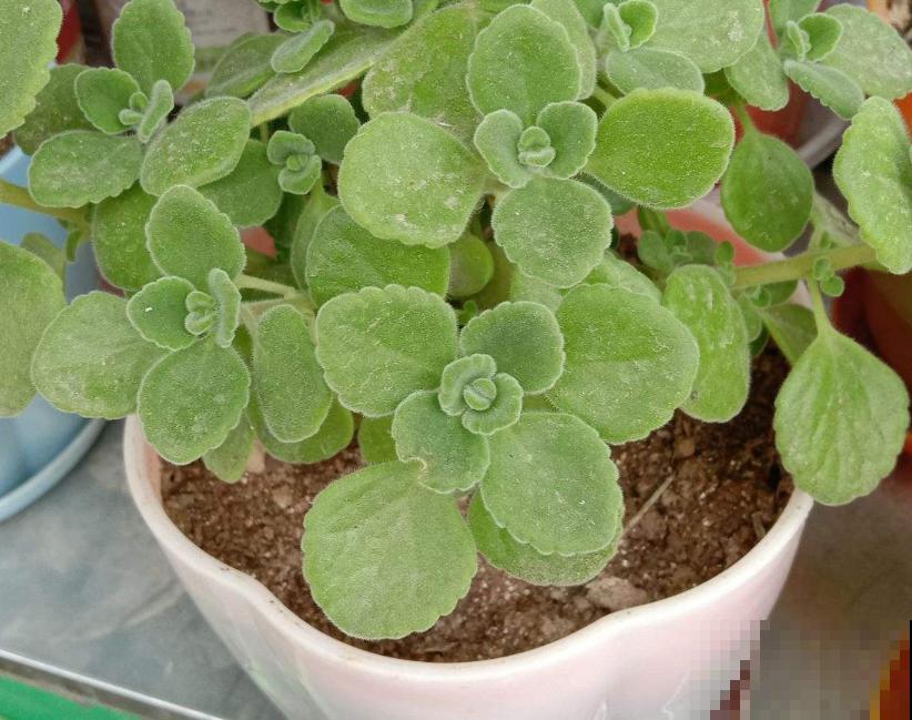 蚊虫绕道走，4种盆栽阳台放，比蚊香还有用