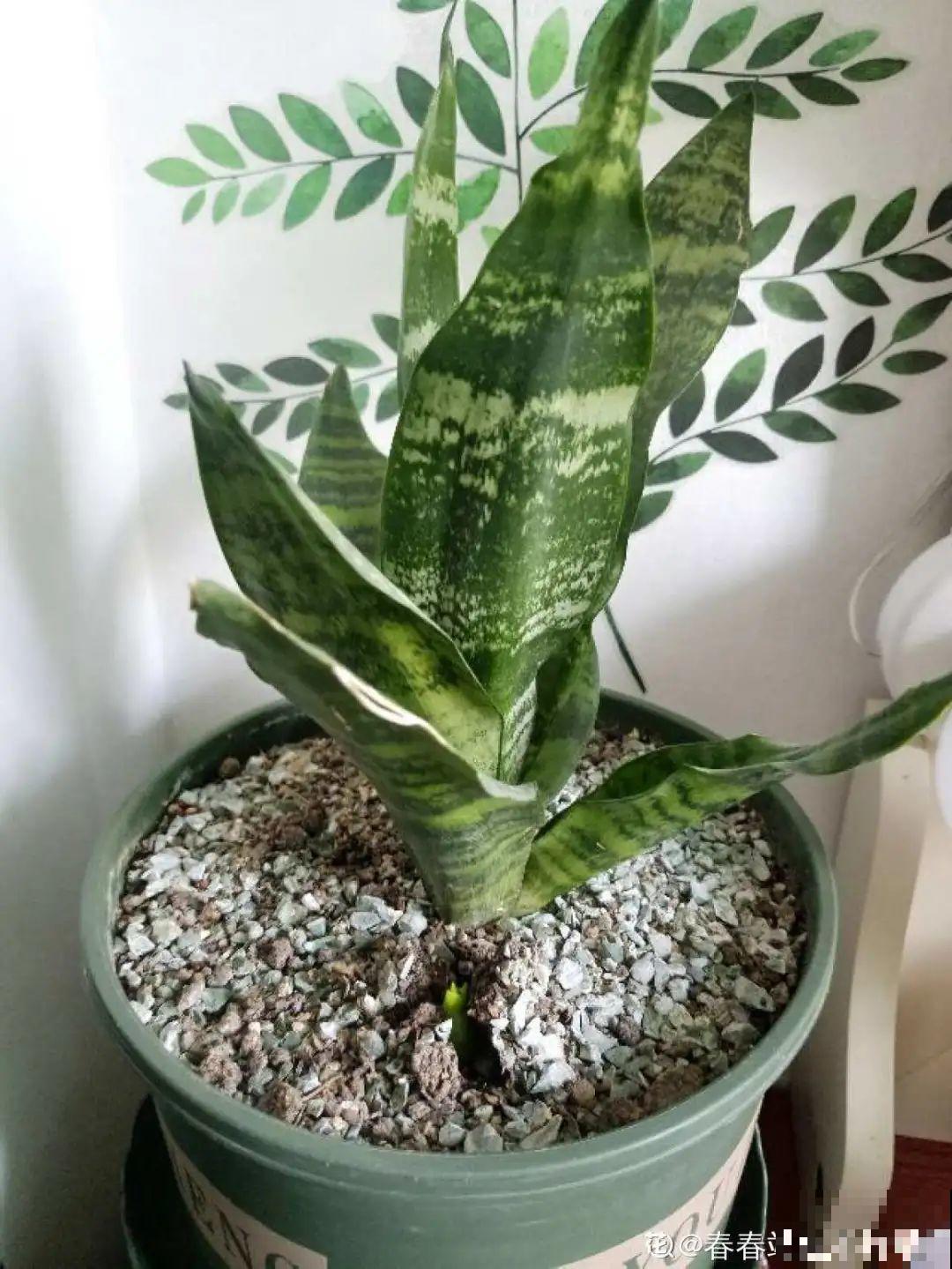 夏天养花，就怕乱浇水，千万不能积水