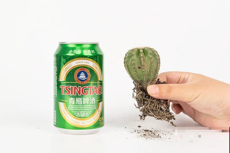 鲜艳多彩的彩草仙人球,开花特惊艳,像荷花一样美 鲜艳多彩的彩草仙人球,开花特惊艳,像荷花一样美