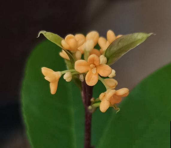 秋天院子里种棵桂花，“香飘十里”不为过，还能做成美味