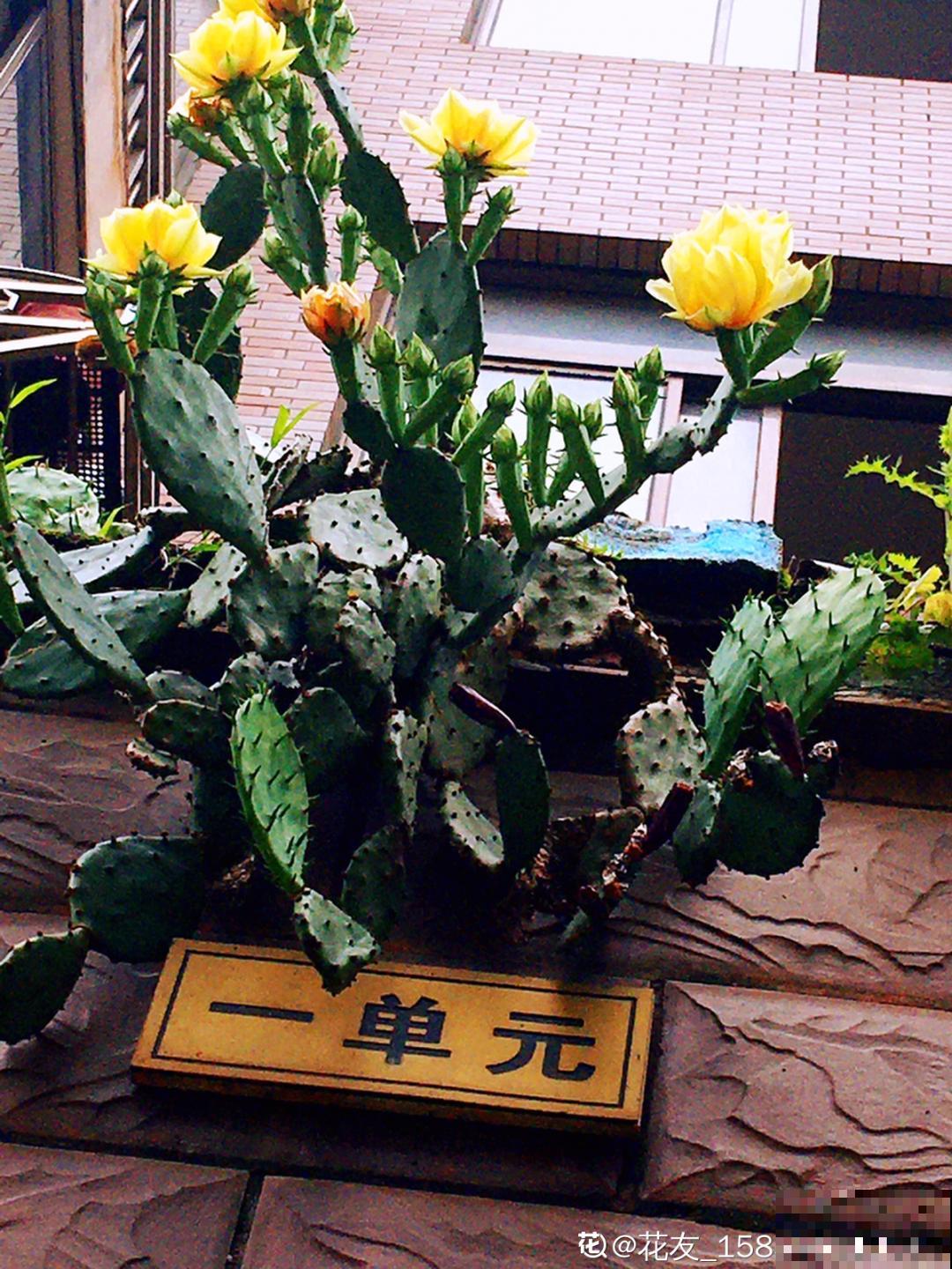 6种多肉，夏天不休眠，而且疯狂生长