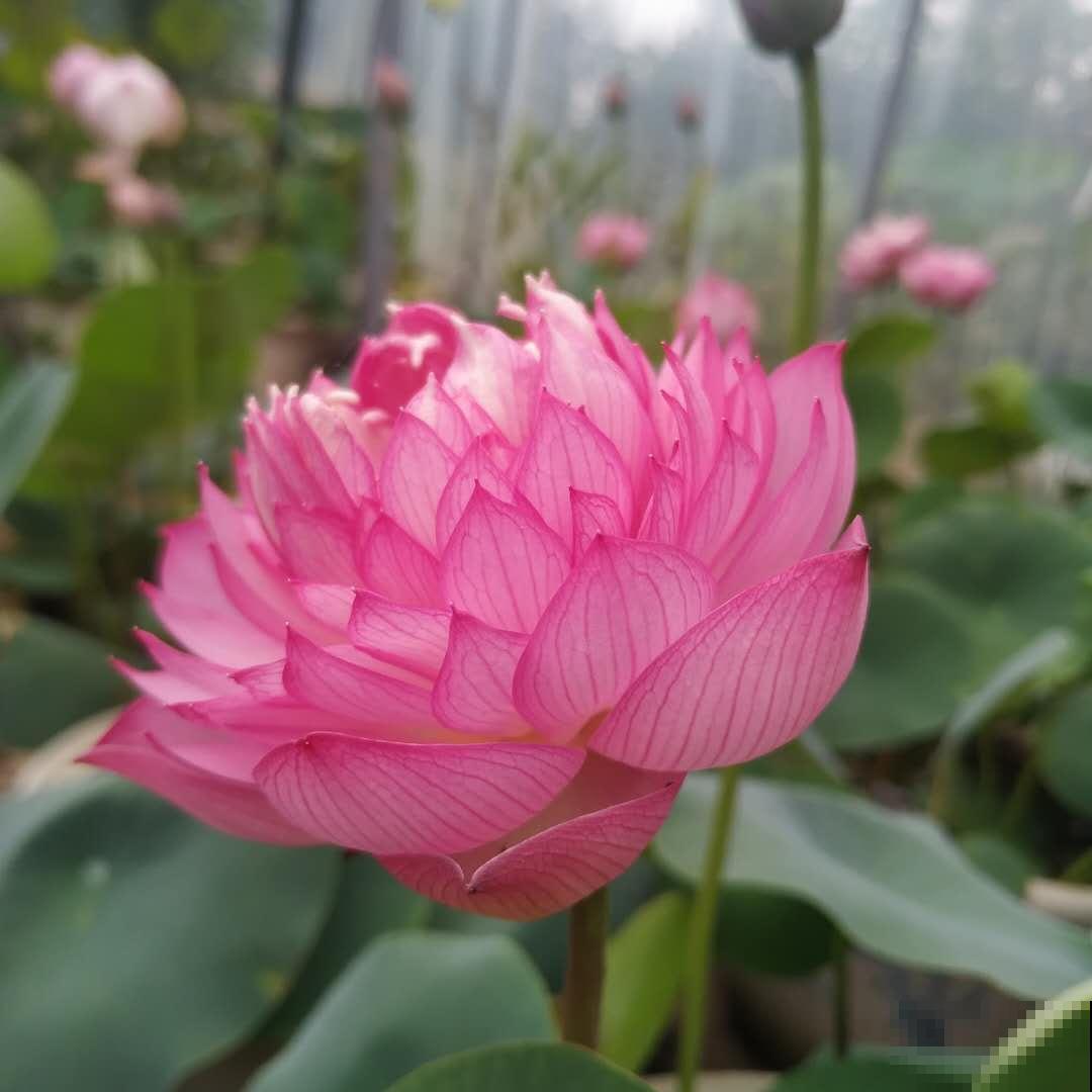 惨！实物美如画，只因名字晦气而不被待见的植物