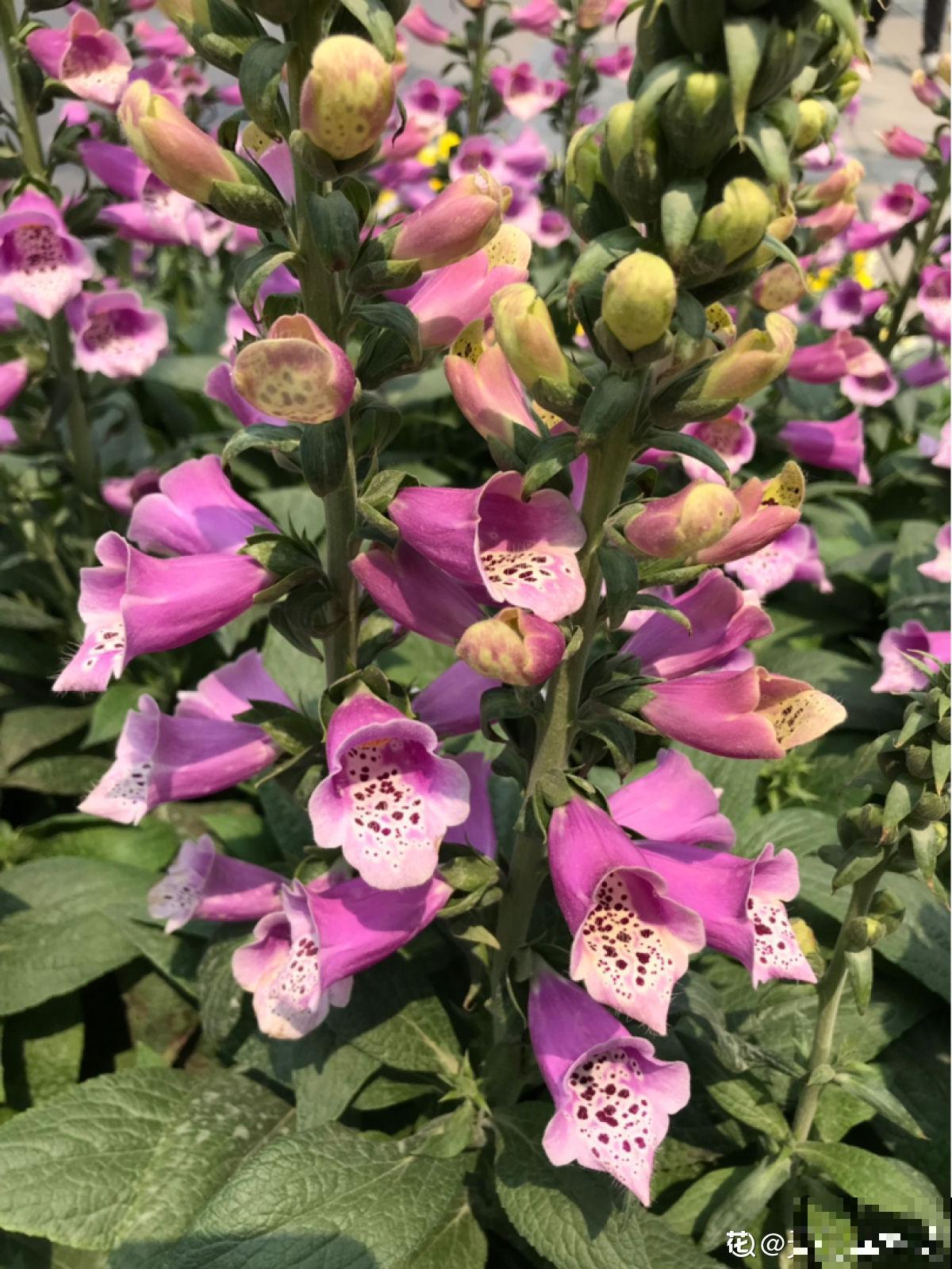 完美“蜕变”的4种花，名字太难听，开花美翻天