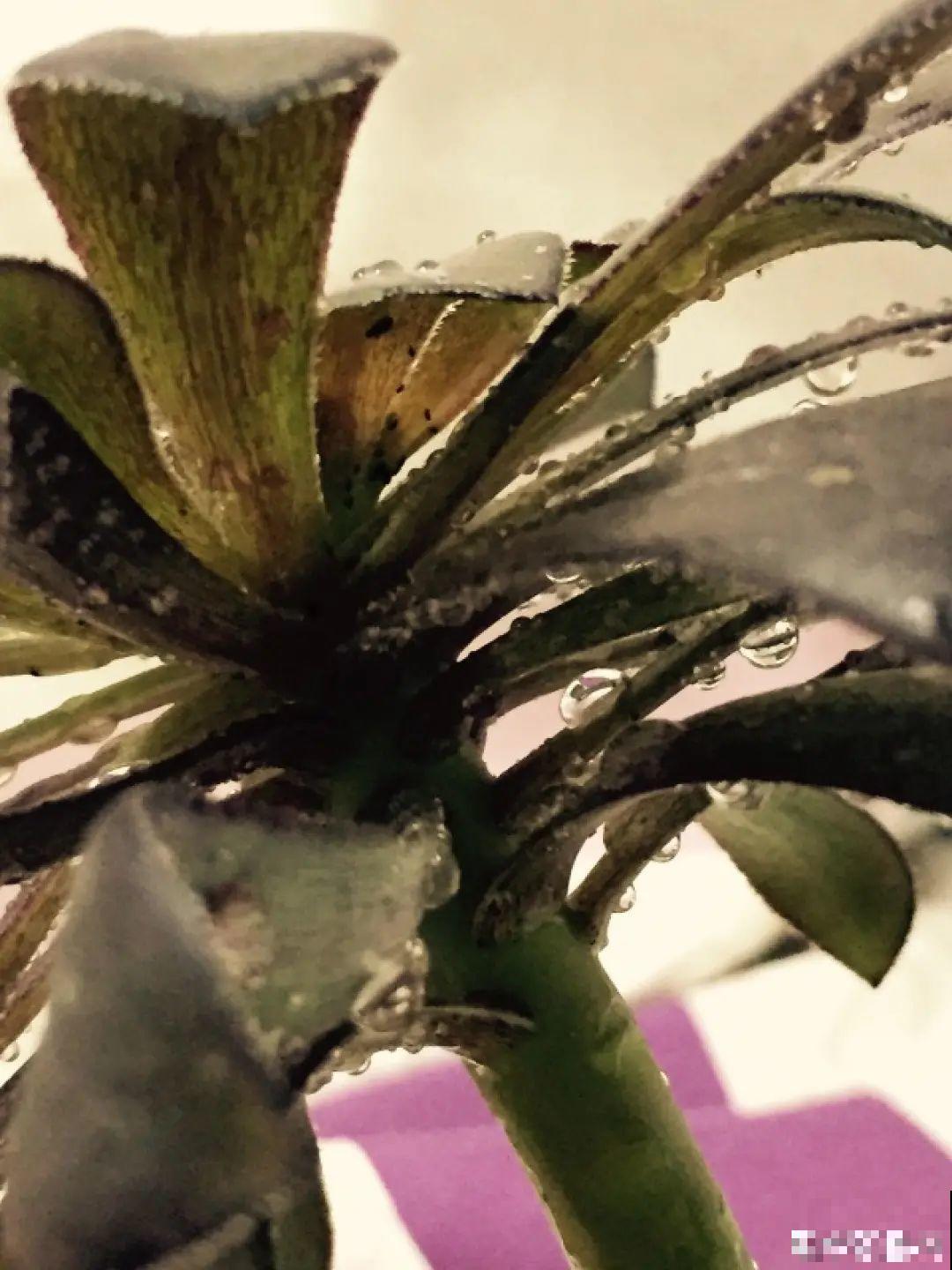 6种花夏天难养，贴土面砍一刀，新芽呼呼冒