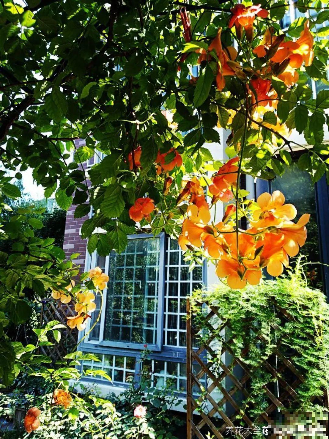 屋里养了“窗帘花”，遮阴效果好，屋里温度嗖嗖降