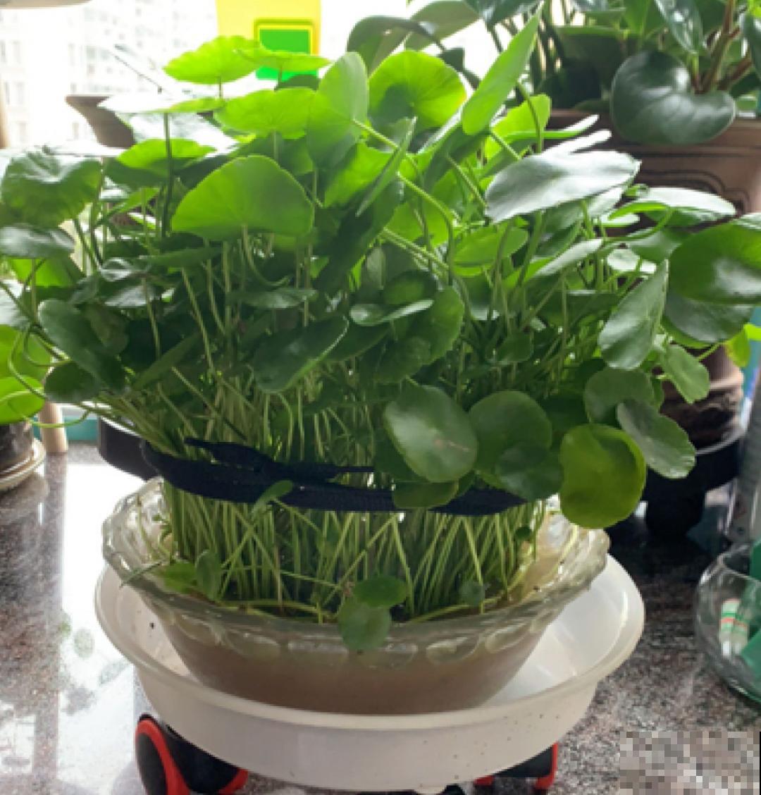 茉莉一长高就剪，别舍不得， 剪对了能快速复花