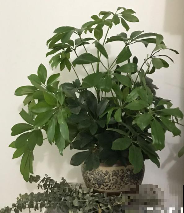 快死的花别丢掉，找对方法补救一下，还能重焕生机