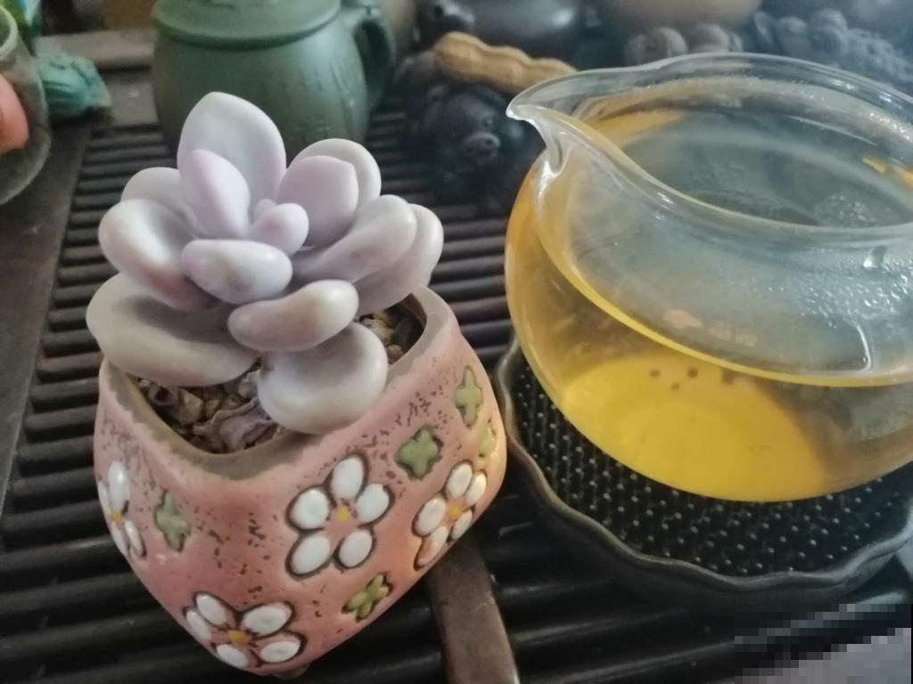 夏天天气热，不如在家喝点茶，解渴还消暑