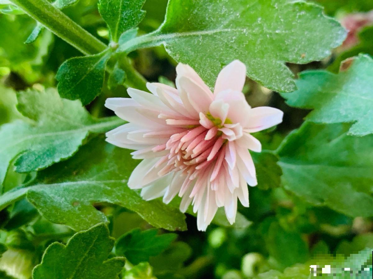 花朵中的“爆花机器”，初秋正是生长旺季，越“掐”花越多