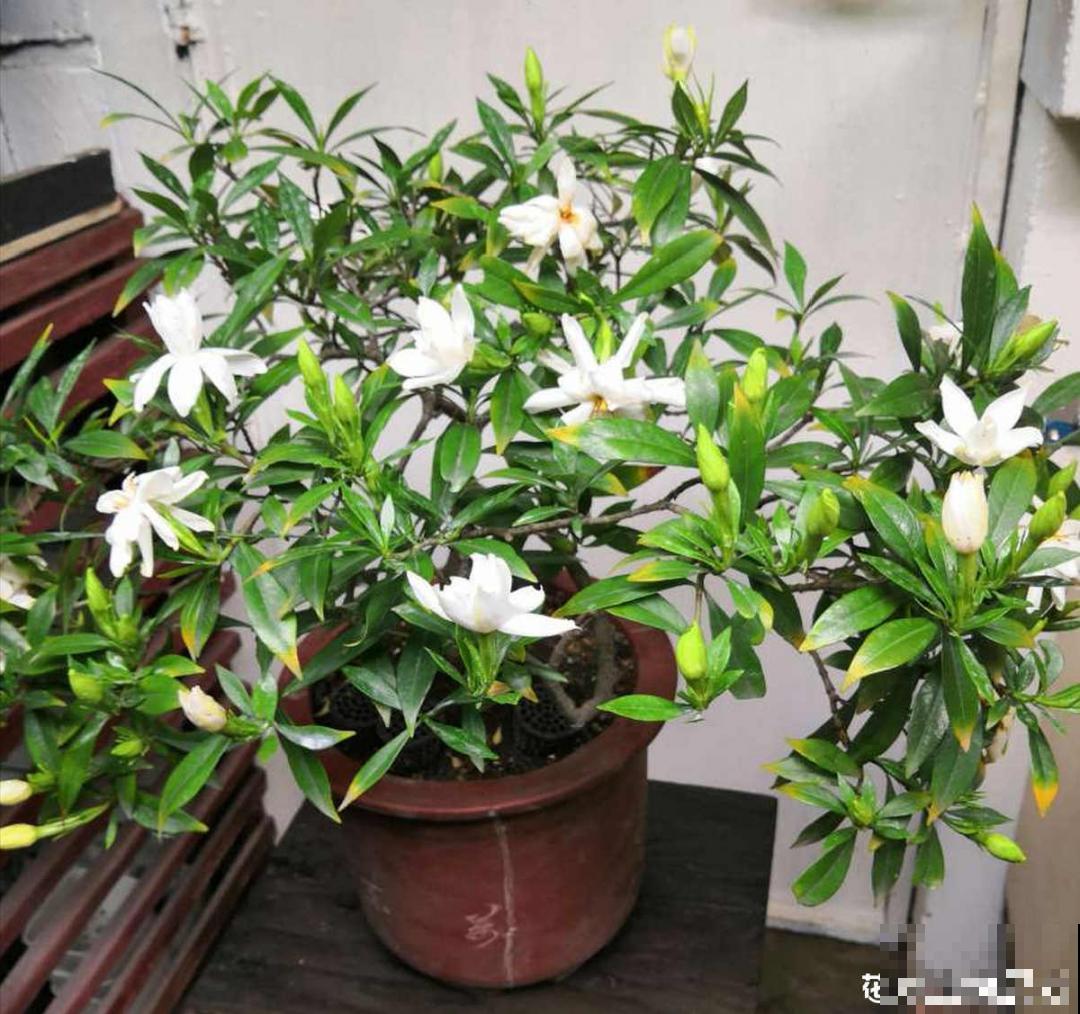 天热要修剪的花，不剪死得快，活不过夏天