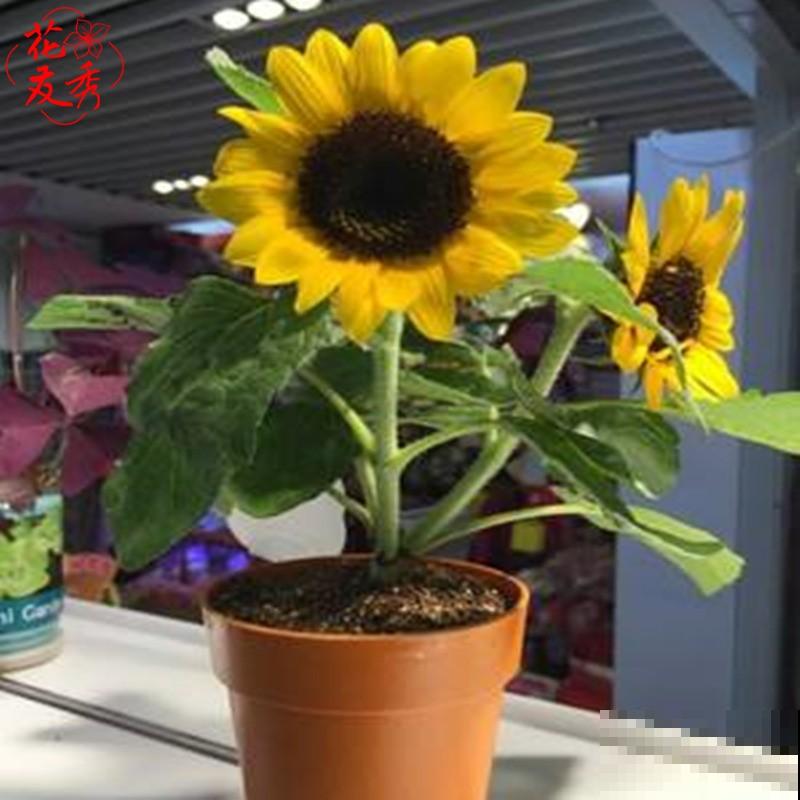 揭秘！每天跟着太阳走，向日葵真的“向日”吗？