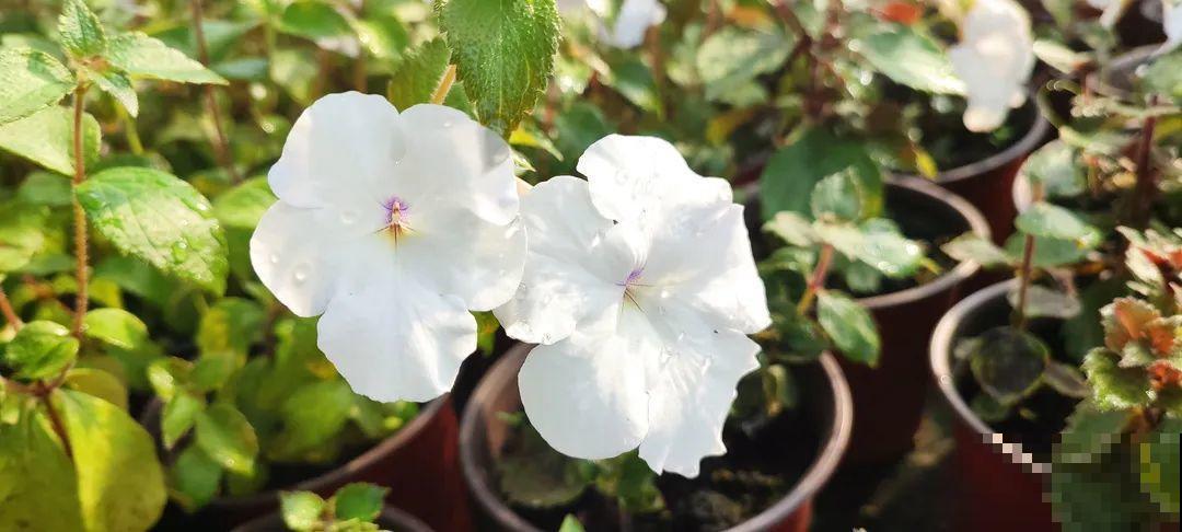 1种花特耐阴，开花像是小喇叭，花量巨大