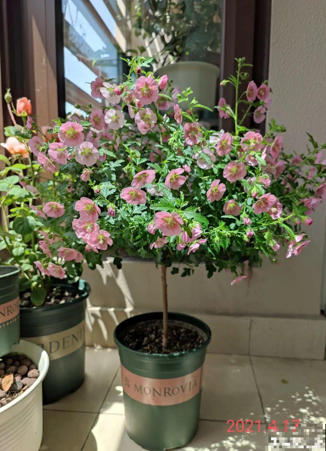 养花大神的爆花技巧，我给大家偷来了，赶紧学