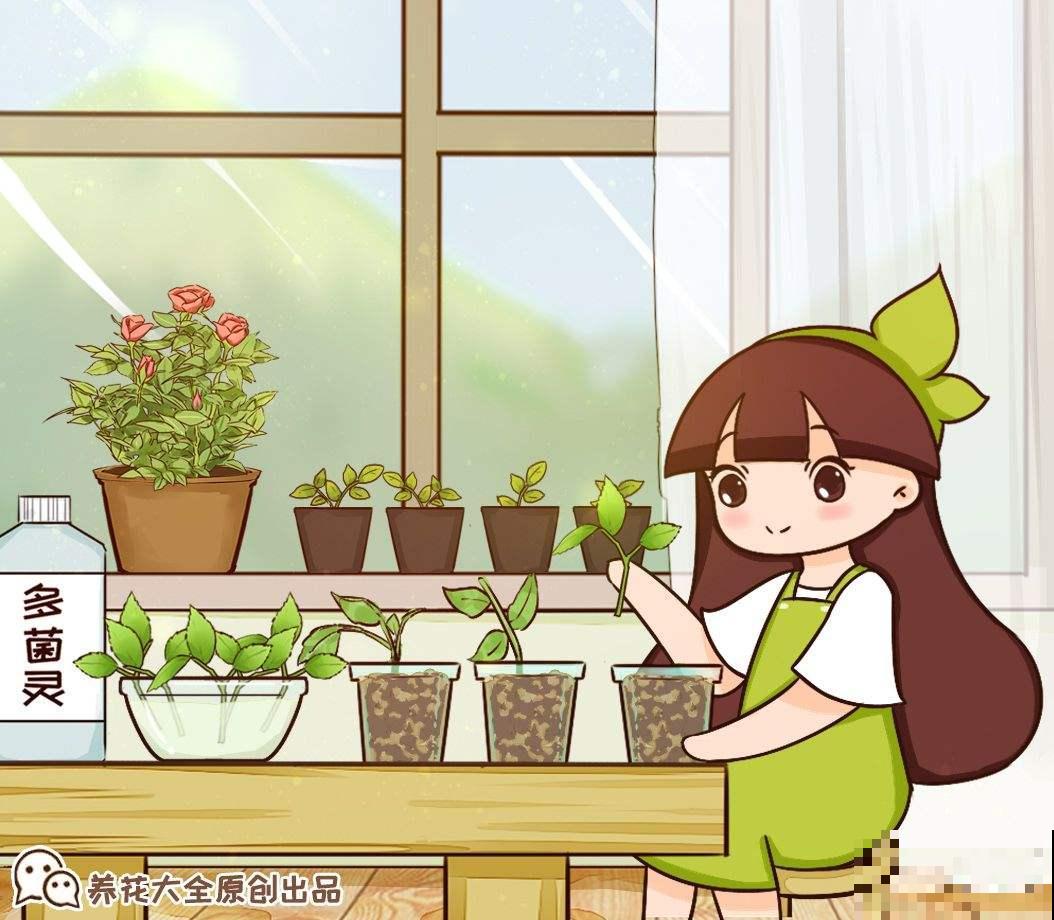 初秋养花，3种花别花钱买，掰个枝条插土里很快长芽