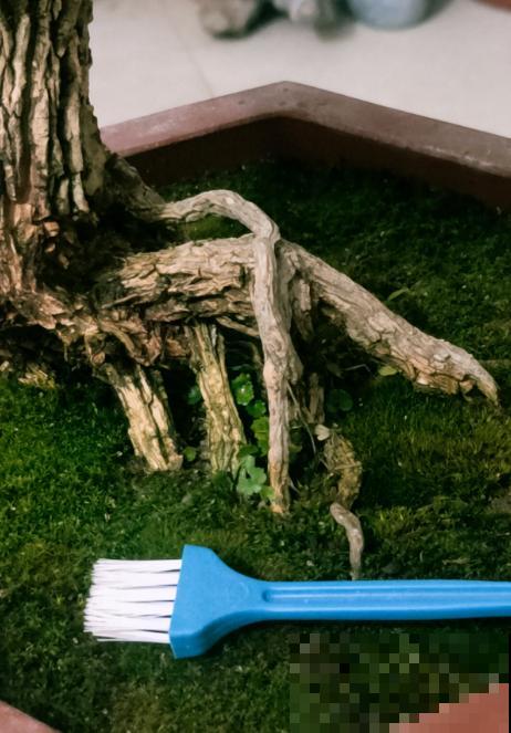 别看苔藓薄薄一层，用处真不少，还特别好养活