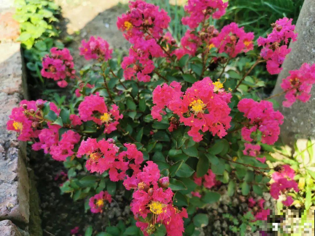 三伏天超美的10种花,妥妥的“开花楷模”,你养了几种? 三伏天超美的10种花,妥妥的“开花楷模”,你养了几种?